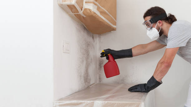 Professional Attic Mold Remediation technician working in Quincy, FL