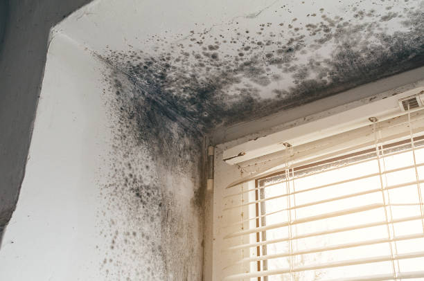 Affordable Attic Mold Remediation solutions in Quincy, FL