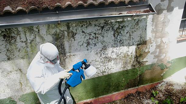 Top rated local Attic Mold Remediation specialists in Quincy, FL